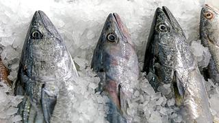 Pesca de bonito: establecen límite de captura en 40,516 toneladas para el 2022