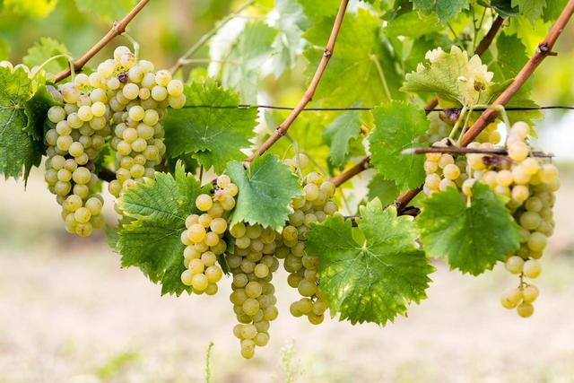 Uvas de exportación