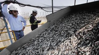 Autorizan inicio de segunda temporada de pesca de anchoveta en zona sur del litoral