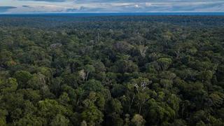 “Destrucción” es el saldo ambiental del primer año de Gobierno de Bolsonaro 