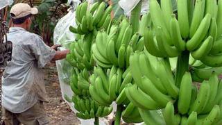 Detección de hongo del banano en Perú enciende las alarmas en América