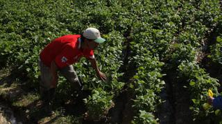 Agricultura familiar y su adaptación al cambio climático será clave para seguridad alimentaria, dice el FIDA