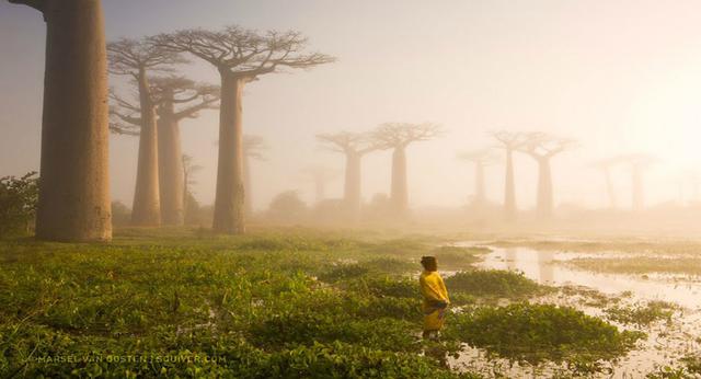Mother of the Forest, Madagascar – Fotografía de Marsel Van Oosten.