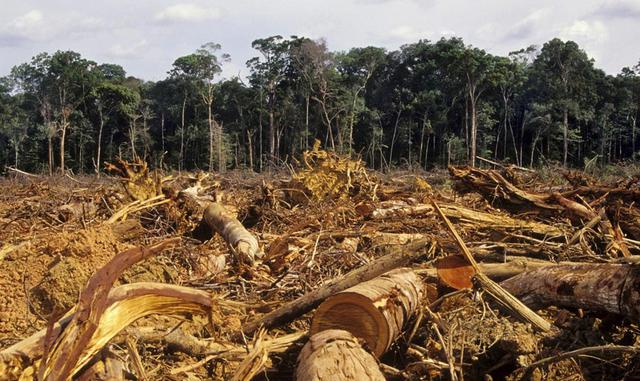 El tabaco es uno de los principales responsables de la deforestación mundial. "De ocho árboles talados, al menos tres le darán espacio a su cultivo o a su proceso de curación", según el informe de la FSU. "La OMS estima que para curar el ta