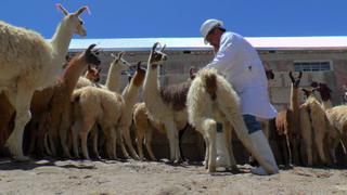 Primer camal de alpaca en Arequipa generó ventas por S/. 345 mil en tres meses