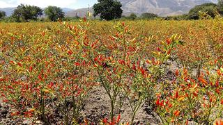 Exportación de pasta de ají tabasco de Cajamarca sumó los US$ 650 mil el 2016