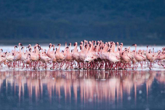Lago Nakuru (Kenia). El ornitólogo Roger Tory Paterson calificó a la reunión de más de millón y medio de flamencos atraídos por las algas que crecen en el Nakuru, en Kenia central, como uno de los inspiradores del movimiento ecologista del siglo XX, como “el más fabuloso espectáculo aviar del planeta”.