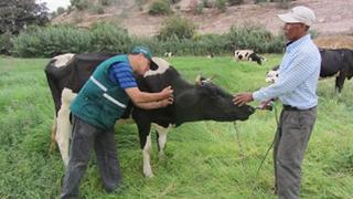 Perú suspenderá importación de carnes de Colombia por brote de fiebre aftosa