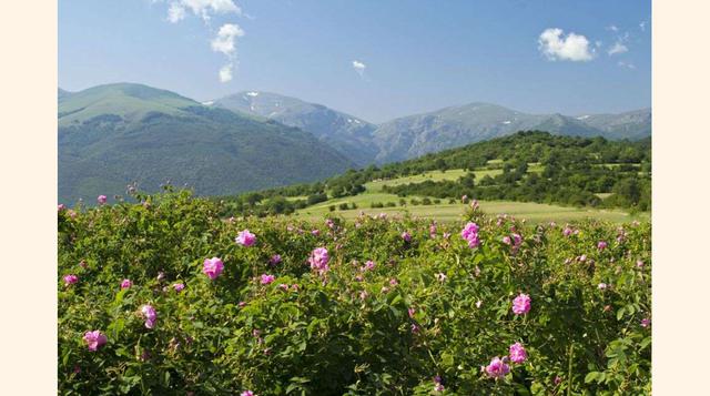 Valle De Las Rosas,se encuentra en el corazón de Bulgaria y es mundialmente conocido por el cultivo de rosas y la elaboración de aceites de éstas. Muchas de las grandes firmas apuestan por dichos aceites para la elaboración de sus perfumes. El lugar donde