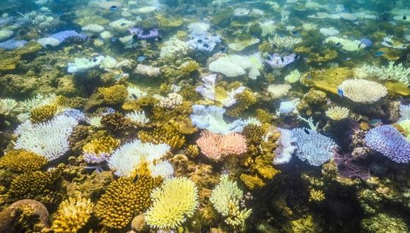 Corales blanqueados y muertos alrededor de la isla australiana de Lagarto, en la Gran Barrera del Coral, en una imagen del 4 de abril de 2024 © David Gray / AFP