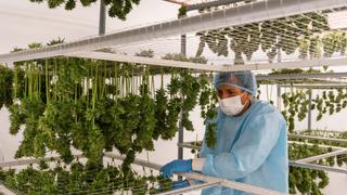 Cann Farm: Apenas el 5% del cannabis medicinal comercializado proviene de empresas legales