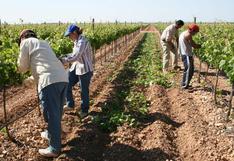 Más de 421 mil empleos asociados a agroexportación en espera de proyectos de irrigación
