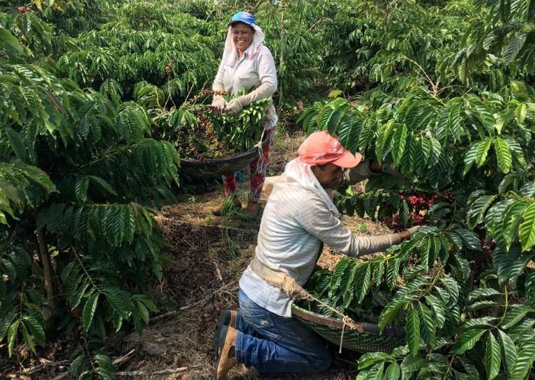 The coffee harvest in Brazil would increase thanks to the good development of the fruits: brokerage
