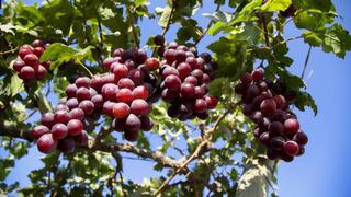 Diez países adquieren el 87% de uvas frescas que exporta el Perú