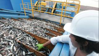 El Ministerio de la Producción dispone pesca de anchoveta por diez días en zona norte