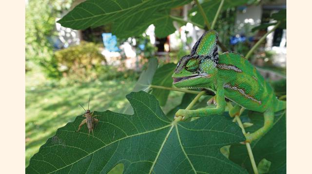 Primer lugar en la categoría animales asombrosos: Maj Kastelic, Eslovenia. Edad: 13.(foto: 2016 National Geographic International Photography Contest for Kids).