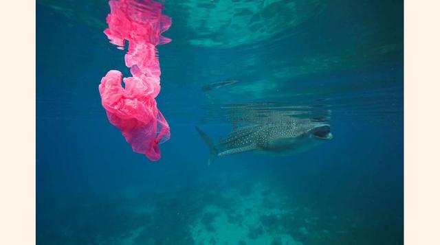 Los tiburones ballena filtran el alimento – tragan una cantidad grande de agua y después la filtran en la entrada de su garganta – cerca de la superficie del agua, donde el plástico flota. Según la Fundación Marina MegaFauna, los tiburones ballena pueden 