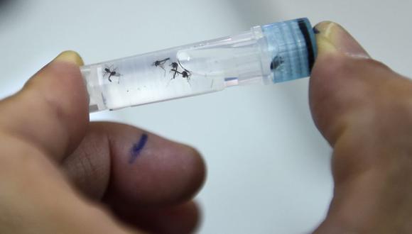 El dengue, propagado por los mosquitos en las zonas tropicales de todo el mundo, causa fiebre, sarpullido, dolores y, a veces, hemorragia y muerte. (Foto: AFP).