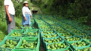 Exportación de palta hass serrana sumó US$ 16.84 millones en el 2015