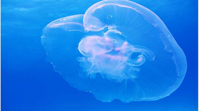 Las Medusas, Si bien entre los miles de especies identificadas de medusas algunas picaduras solo causan ardor y escozor, otras pueden ser francamente mortales para los humanos. Las medusas causan cinco veces más muertes que los tiburones cada año.