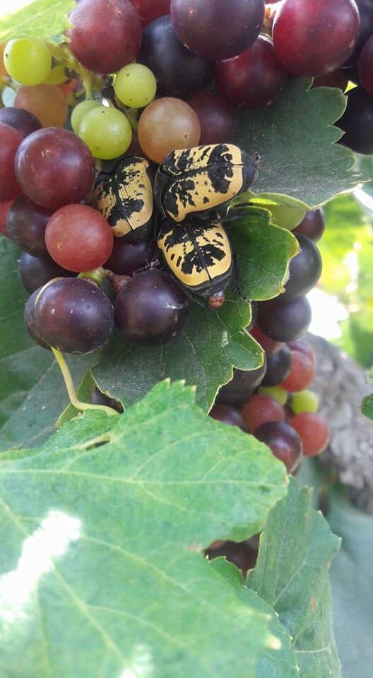 Uvas. (Foto: Difusión)