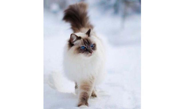 Gato himalayo. Esta raza se parece mucho a los gatos persas, pero sus ojos azules y su pelaje color point (cuerpo claro con cara, patas, orejas y cola oscuras) lo distinguen de los persas. Esta raza fue seleccionada en 1950 en Estados Unidos. Los himalayo