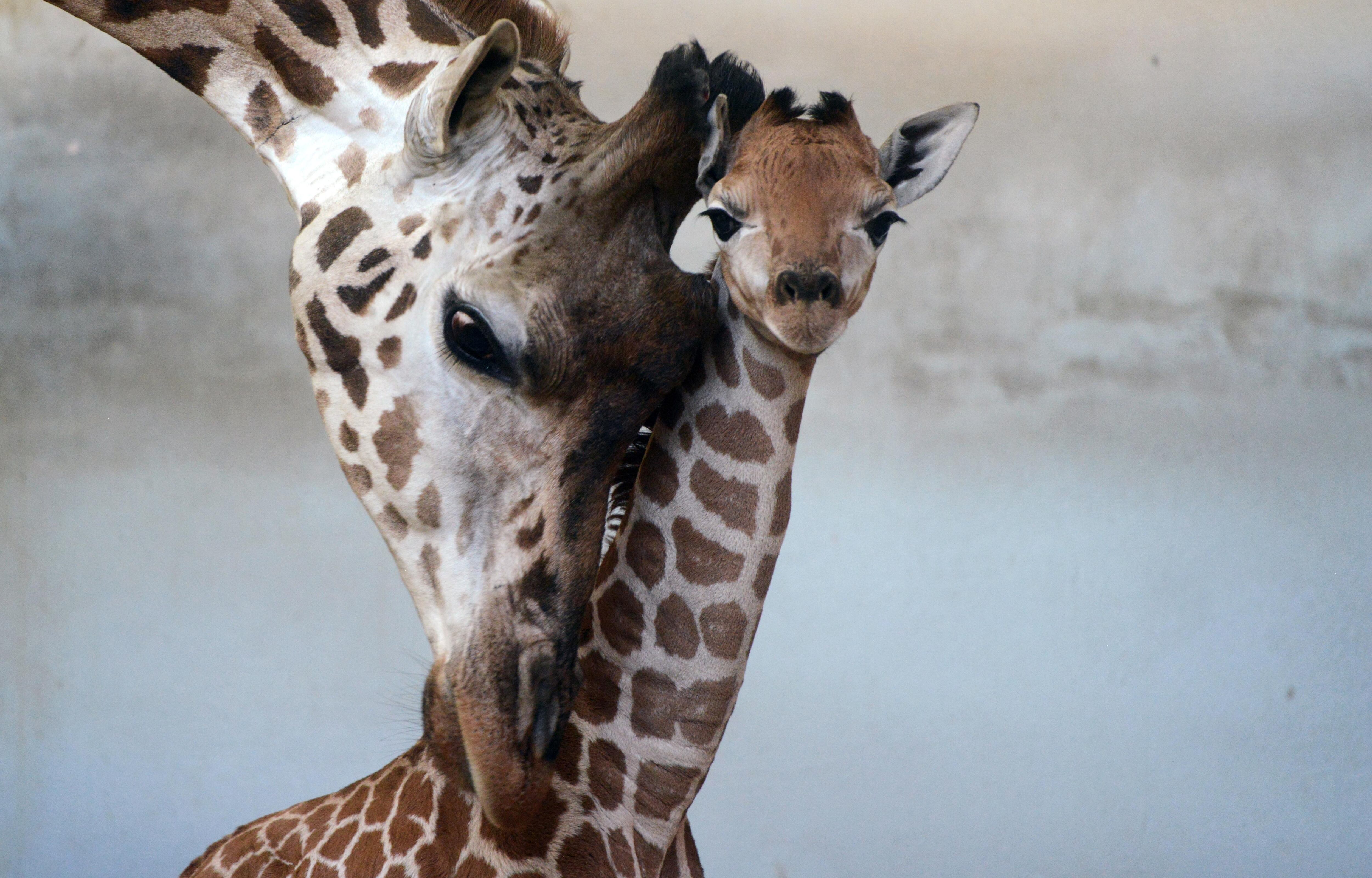 Guías de safaris sobresalen en impulso de conservación digital. (Foto: AFP)