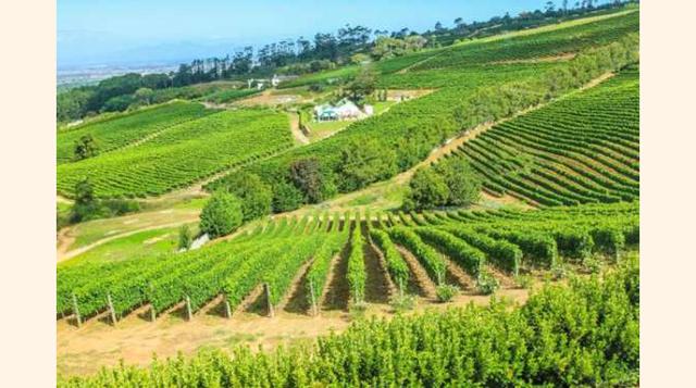 CONSTANTIA, SUDÁFRICA. Acostumbrados a escuchar hablar de Sudáfrica como uno de los países estrella para realizar safaris o por el deporte, este país siempre nos sorprende, ya que también dispone de una especial y bonita vegetación llena de viñedos, siend