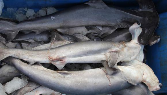 Captura del tiburón martillo (Foto: Andina)