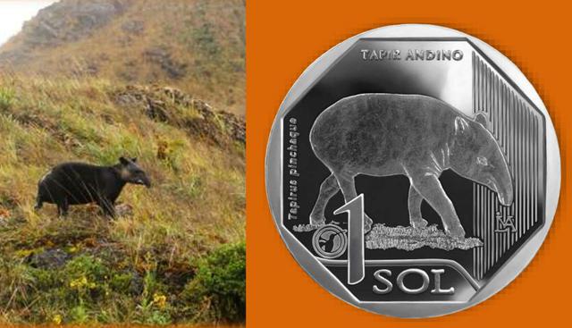 FOTO 4 | El tapir andino fue el mamífero elegido para protagonizar la cuarta entrega de la serie. (Fuente: BCR)