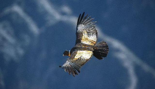 FOTO 5 |  Cóndor andino: Es el ave más grande del mundo se halla en peligro de extinción. Habita en zonas de gran altura como el valle del Colca (a 1,131 kilómetros al suroriente de Lima), en Arequipa; aunque también se le ha visto en algunos lugares de la costa.
