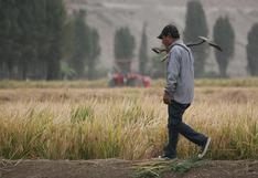 Minagri impulsará reconversión de cultivos de arroz en Piura