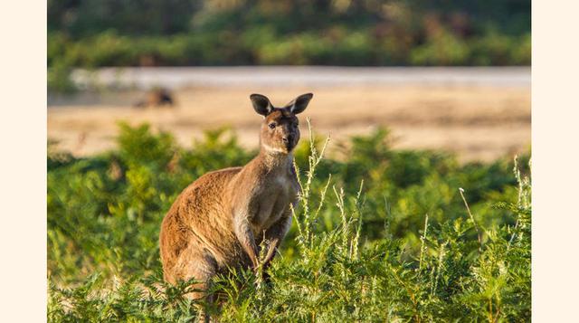 Kangaroo Island Wilderness Trail, Australia; El recorrido, que no tardará en hacerse famoso, te mostrará algunos de los paisajes más espectaculares del sur de Australia.(foto:Kangaroo Island Wilderness Trail)