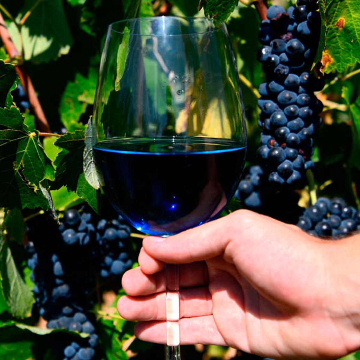Los vinos azules, el último grito de la industria vitivinícola española | FOTOGALERIAS | GESTIÓN