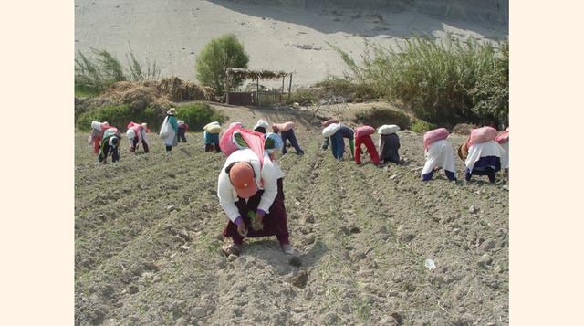 La consultora anota particularmente el caso del factor agrícola, que se podría diluir en julio o agosto, debido a que el ciclo de producción de arroz (que creció 49.4% en junio) convergería a tasas más bajas