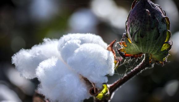 Estados Unidos y Brasil son los mayores exportadores de algodón del mundo y juntos representan más de la mitad del suministro mundial. Foto: Bloomberg Creative Photos/Bloomberg Creative Collection