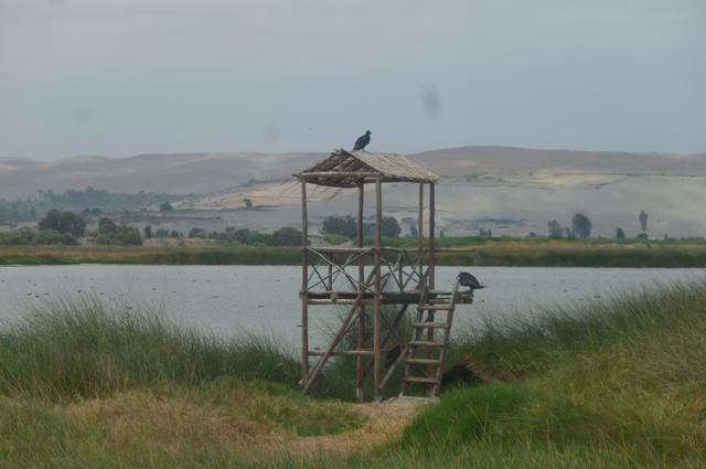 Foto 9: Uno de los pocos paraderos en toda la costa peruana para aves migratorias de otros continentes en su viaje de norte-sur, donde es posible encontrar hasta 212 especies de aves, como la garza azul, la garza pechiblanca y la gaviota capucho gris. Rutas turísticas son “Ruta del circuito turístico larga”. Recorrido desde el centro de visitantes – Mirador del Morro – Laguna de Mejía – Iberia – Boquerón – Monte Ribereño – Río Tambo. (Foto: lagunasmejia14.blogspot)