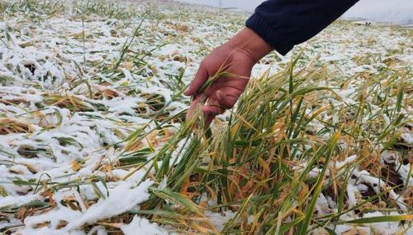 En dos días de nevada en provincias de Cusco, un reporte inicial indica que 1,500 hectáreas de cultivo han sido afectadas y aproximadamente unas 3,000 familias han sido golpeadas por este evento. (Foto: Andina)