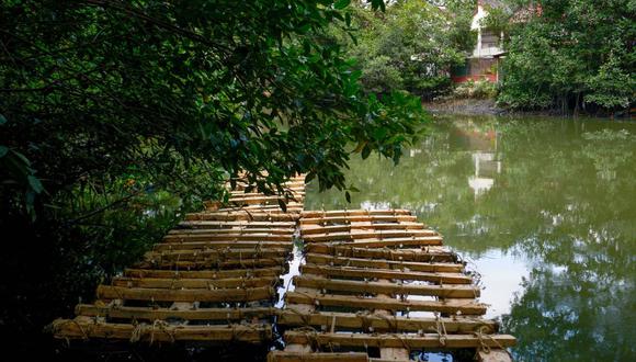 Imagen de plántulas de mangle plantadas en un dispositivo flotante como parte de un proyecto para reforestar el manglar en el estuario del Salado, en el norte de Guayaquil, Ecuador, el 28 de agosto de 2022. (Foto de Marcos PIN / AFP)