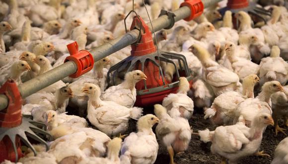 Abrir de nuevo las importaciones de aves vivas es parte del acuerdo comercial, dijeron autoridades chinas, aunque añadieron que puede que no tenga un impacto importante.