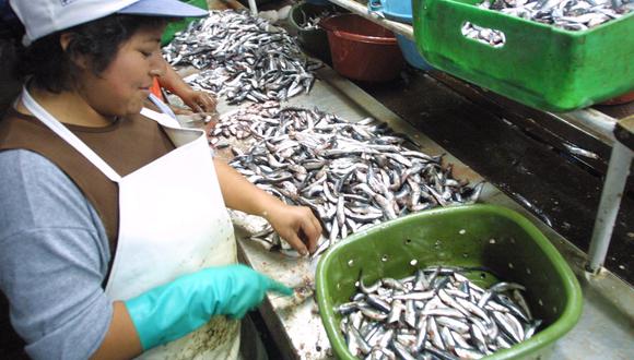En enero contribuyó al comportamiento positivo del sector Pesca la mayor captura de anchoveta para consumo humano indirecto (11.5%), afirmó el INEI.