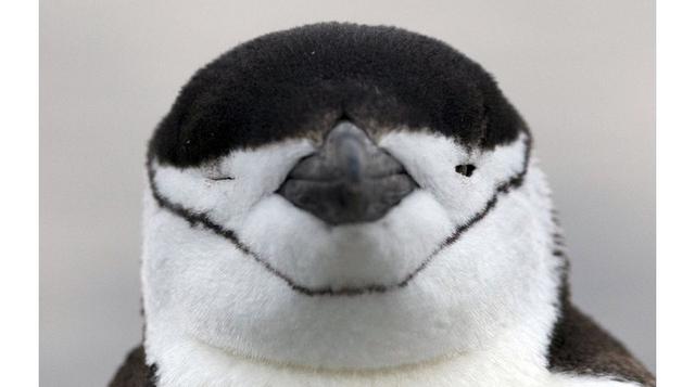 Un pingüino barbijo en la costa en la Isla Rey Jorge en la Antártida. Los pingüinos son uno de los principales atractivos para los turistas que llegan a la Antártida. El turismo a la Antártida aumentó un 10% en 2014, en comparación al año anterior. (Foto: