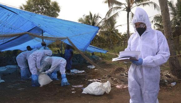 Imagen referencial. Trabajadores de salud con trajes de protección sacrifican patos después de que se detectó la cepa de gripe aviar, en Karuvatta, en el distrito de Alapuzha, a unos 90 kilómetros de Kochi, el 6 de enero de 2021. (Arunchandra BOSE / AFP).