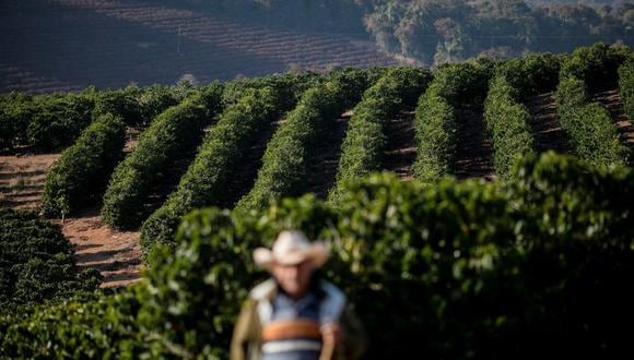 Una plantación de café en Minas Gerais, Brasil. REUTERS/Roosevelt Cassio