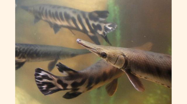 El Acuario Inbursa, en Nuevo Polanco, cuenta con distintas especies de tiburones: punta negra, aleta de cartón, leopardo, punta de lápiz y silver.  (Foto: Reuters)