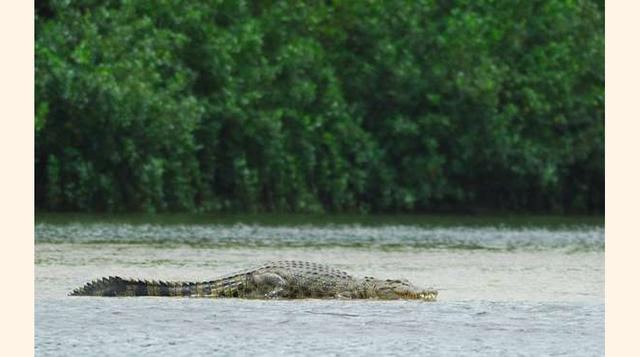 LA ISLA DE RAMREE. En esta isla del Golfo de Bengala se desarrolló un espantoso drama durante la Segunda Guerra Mundial. La historia cuenta que cerca de 500 soldados japoneses murieron devorados por una horda de cocodrilos. Hoy en día, miles de ellos sigu