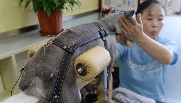 Los amos de los animales que fueron sometidos a las sesiones de acupuntura quedaron satisfechos. (Foto: EFE).