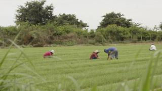 Sector Agropecuario avanza 3.63% y Pesca lo hace en 82.18% en abril