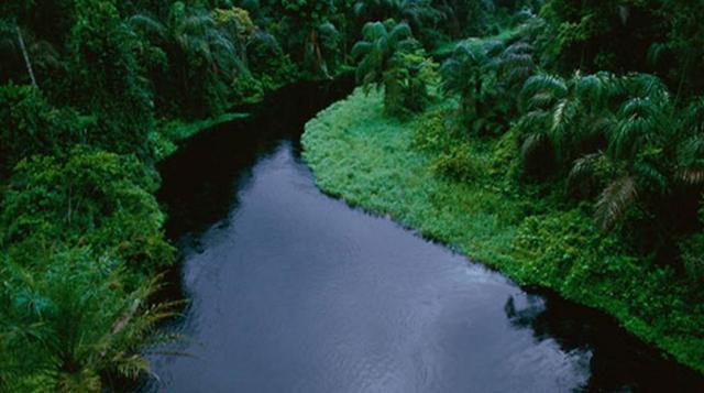 Cuenca del Río Congo, 12 millones de ha. Este bosque es el último albergue de especies en peligro, como el gorila, el elefante silvestre o el okapi. No obstante, el ritmo creciente de deforestación en esta región del África Central amenaza con extinguir e