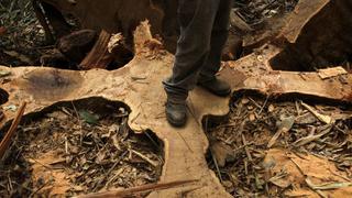 NYT: Estados Unidos debe ponerse estricto con Perú sobre envíos de madera